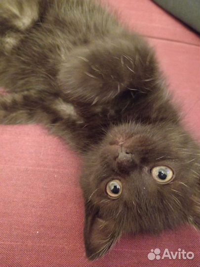 Котята в дар