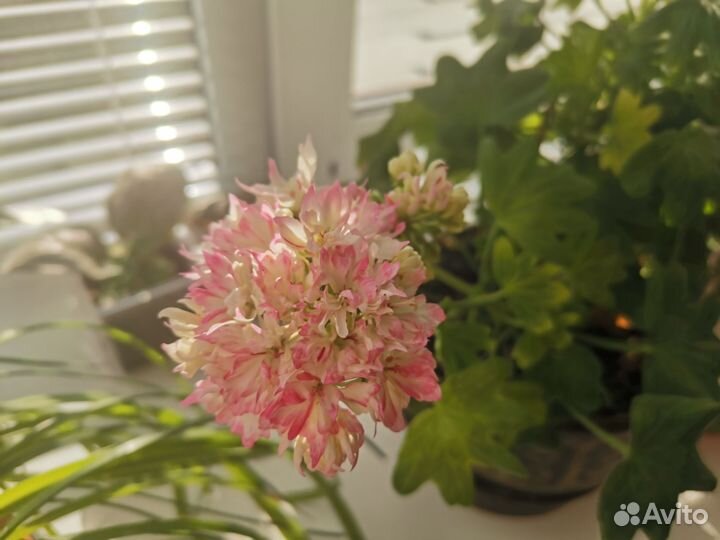 Пеларгония Стеллар сортовая Ричард Хадсон