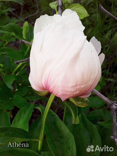 Корни пионов на осень 23г