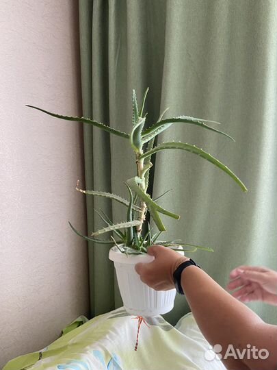 Алоэ/столетник лечебный