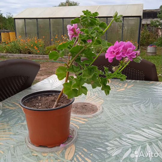 Пеларгония герань