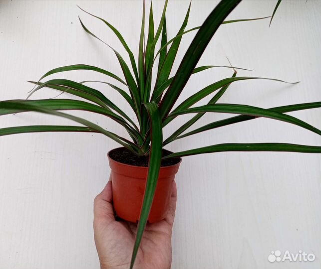 Драцена маргината