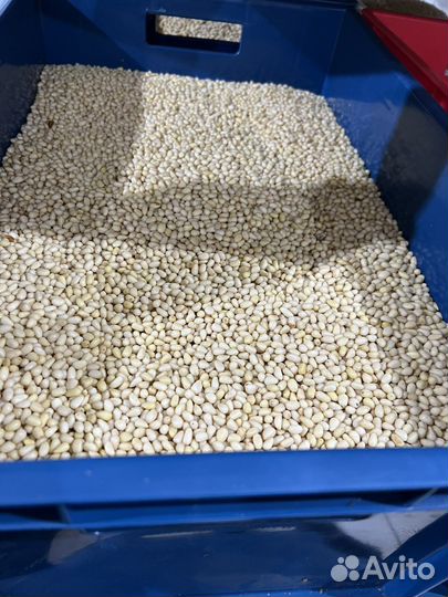 Орех кедровый