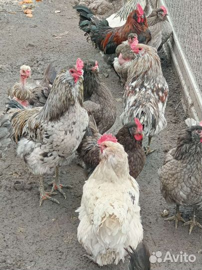 Цыплята суточные, куры несушки