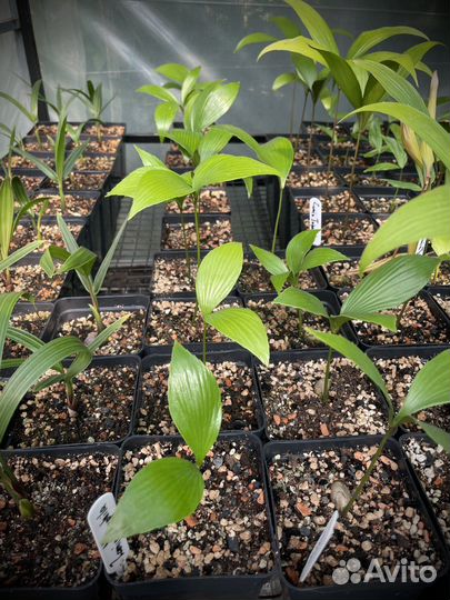 Zamia nesophila / Замия