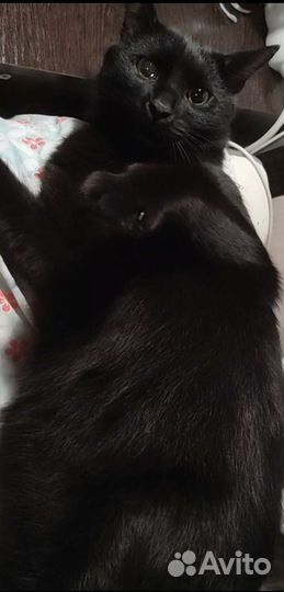 Невероятно красивый кот в добрые руки