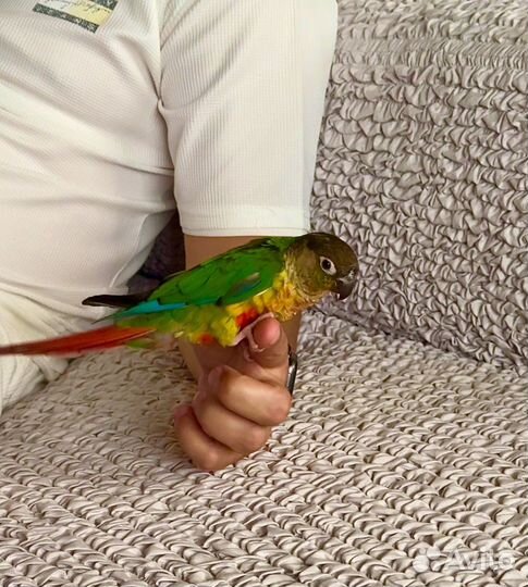 Попугай Пиррура Молине выкормыш