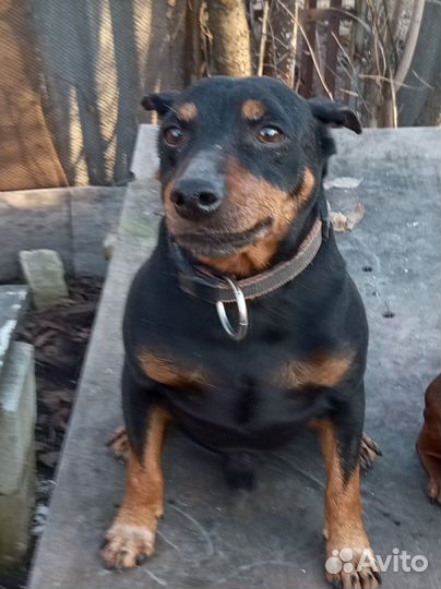 Цвергпинчер