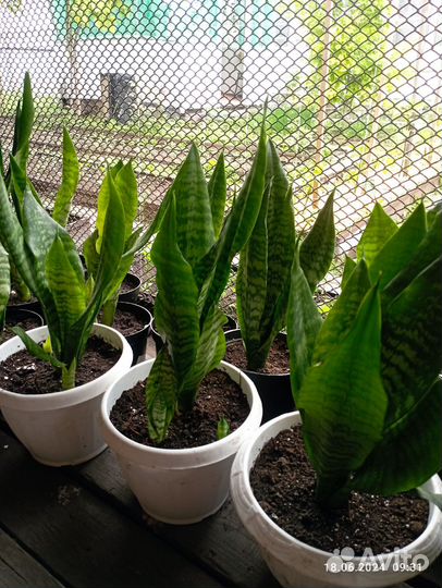 Сансевиерия