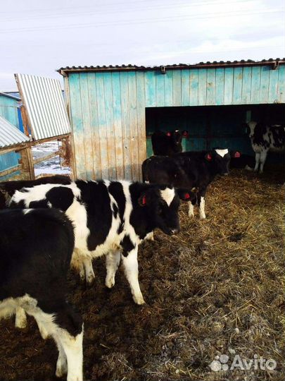 Телята бычки