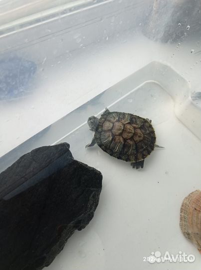 Черепаха водная