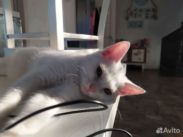Клякса ищет дом