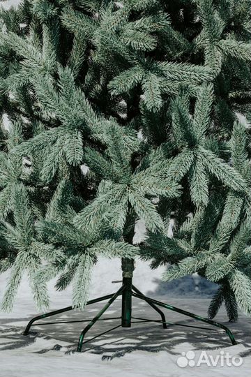 Ель кремлёвская Голубая