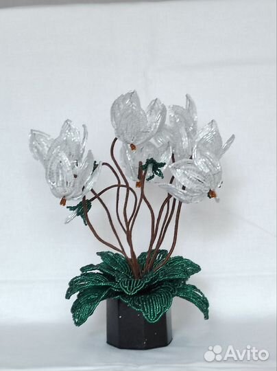 Белый цикламен