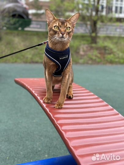 Абиссинский кот Чемпион на вязку