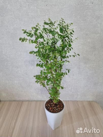 Брейния снежная