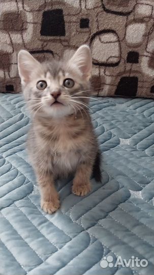 Котята помесь