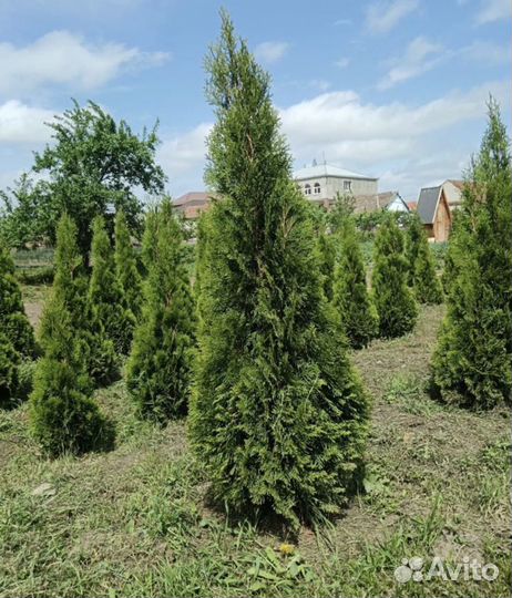 Туя смарагд