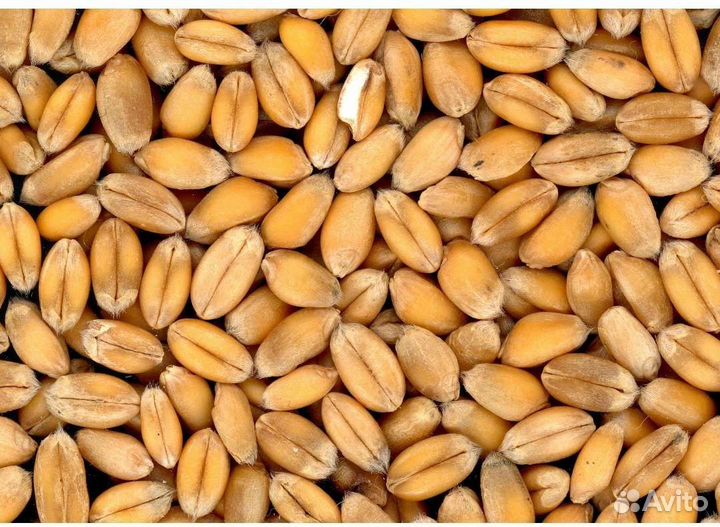 Зерно пшеницы