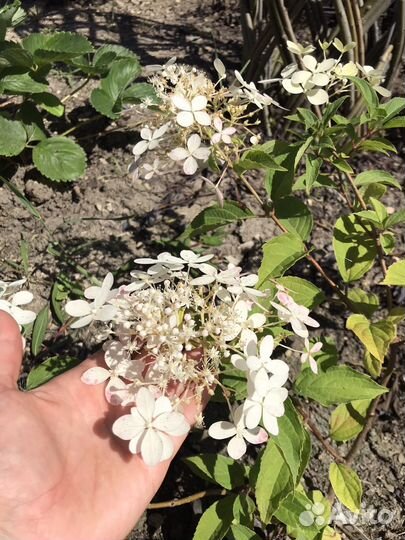 Гортензия саженцы