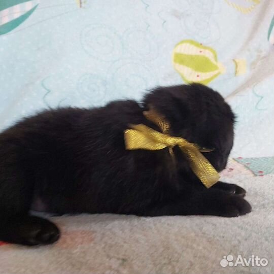 Щенок Лабрадора Ульяновск