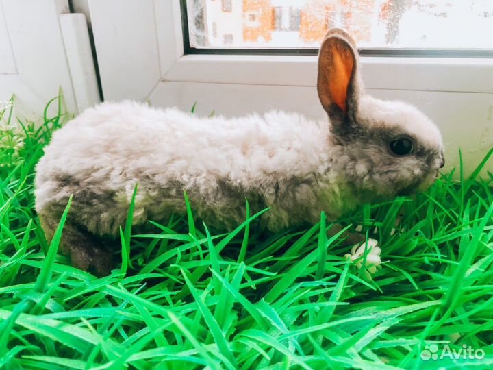 Мини карликовый кролик - рекс плюшевый