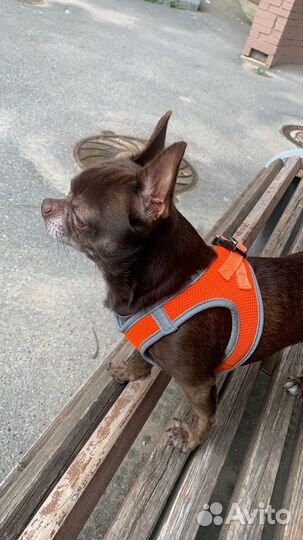 Вязка кобель