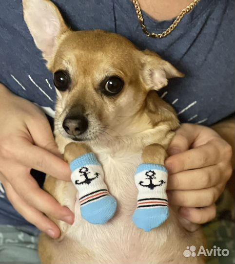 Зооняня с выездом для кошек и собак