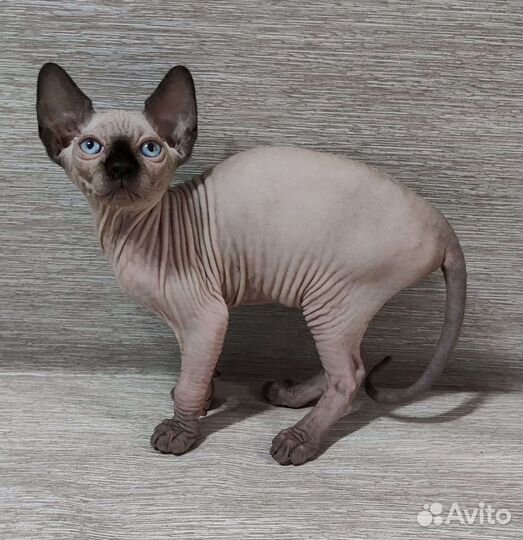 Канадский сфинкс