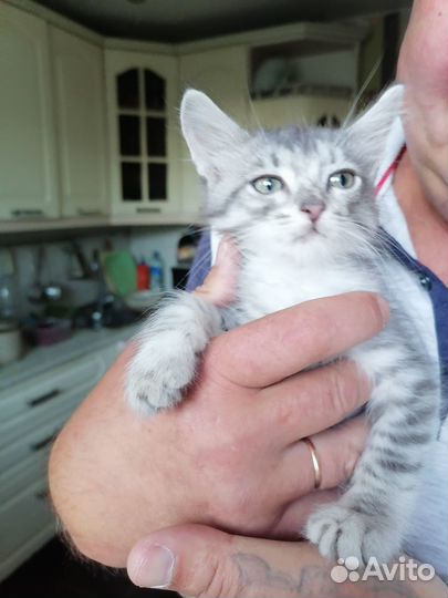 Котенок мальчик 2 месяца