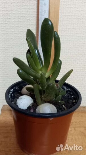 Крассула хоббит