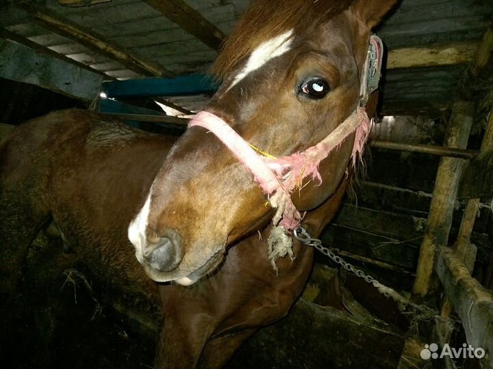 Продаётся жеребец