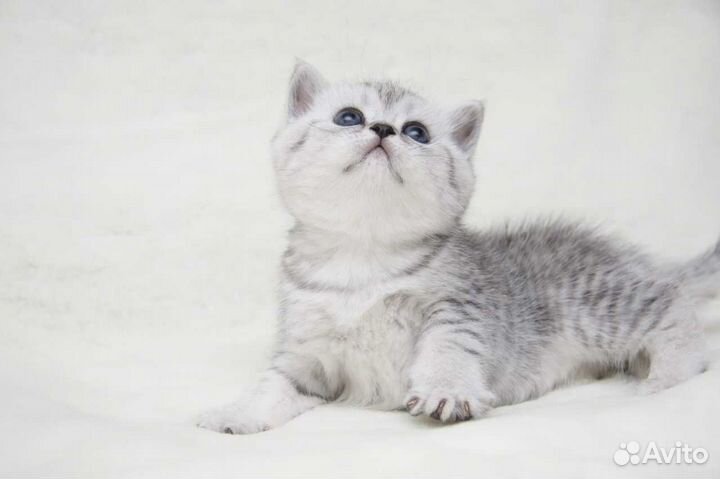 Серебристые короткошерстные котята
