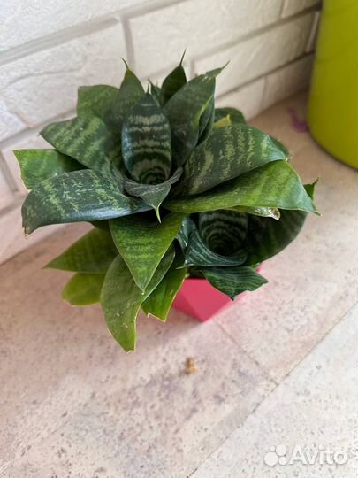 Сансевиерии