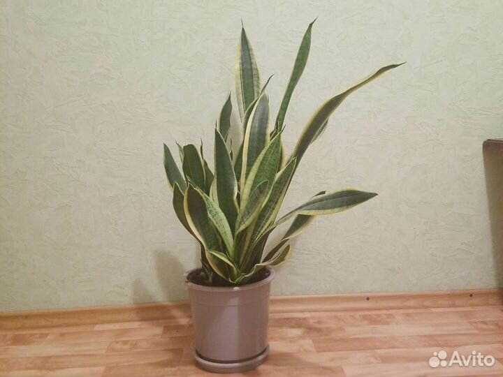 Сансевиерия