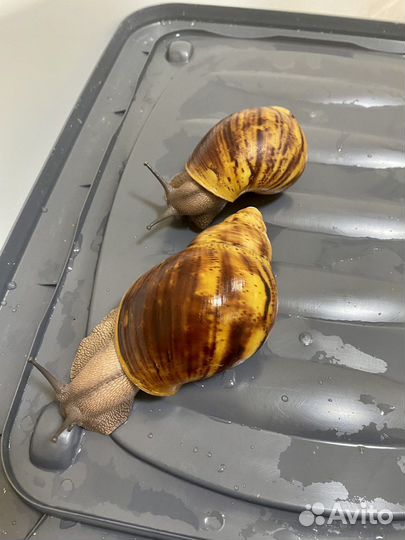 Улитки архахатины