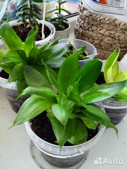 Сансевиерия щучий хвост