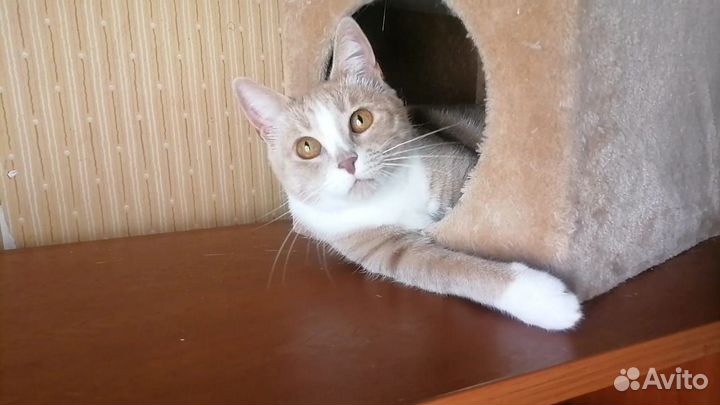 Кошечка в добрые руки