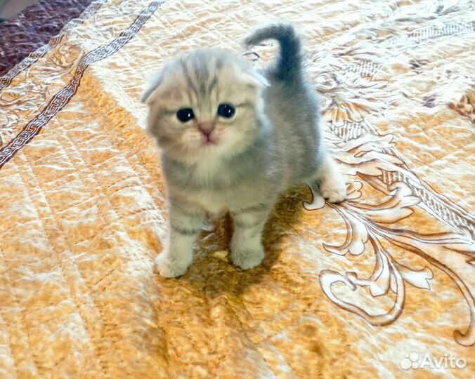 Шотландская