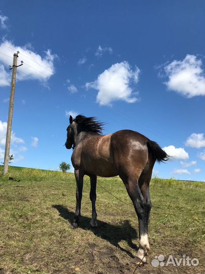 Продажа лошадей