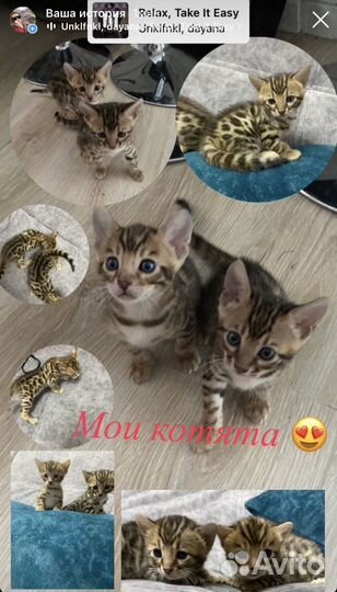 Бенгальская
