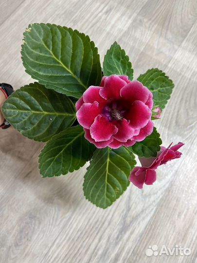 Глоксинии цветы комнатные