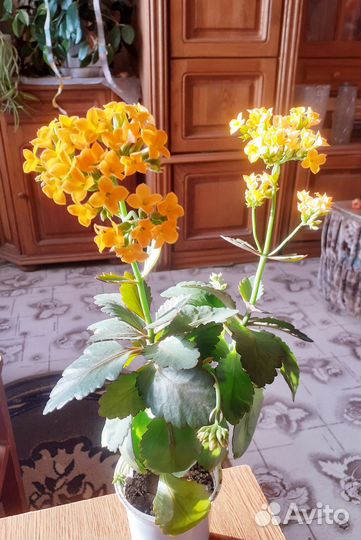 Каланхоэ лечебное