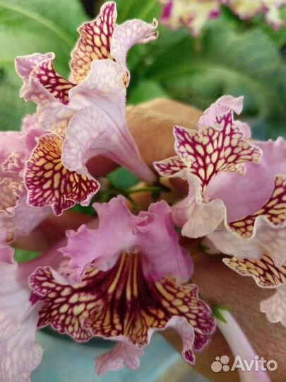 Стрептокарпусы детки и цветущие взрослые