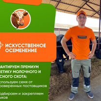 Осеменение искусственное коров и телок, узи