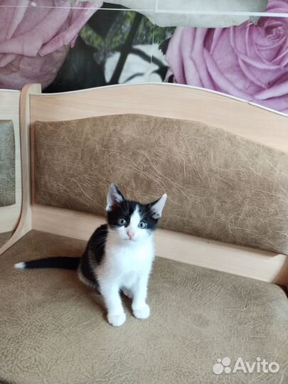 Отдам в добрые руки котёнка девочку