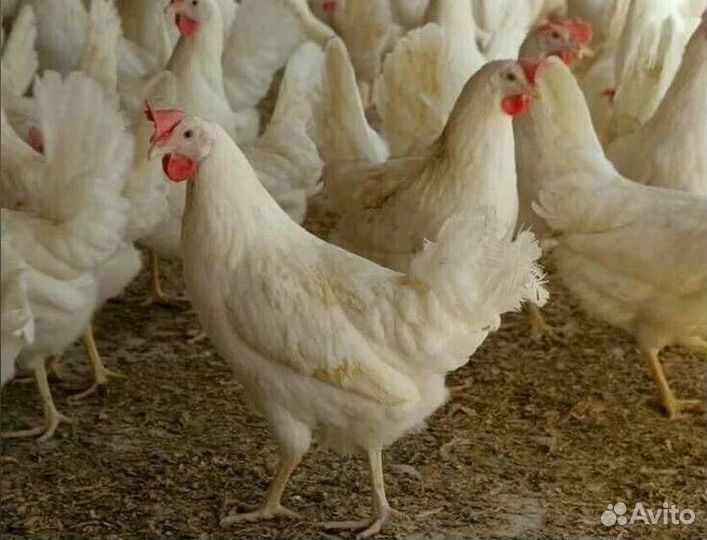 Куры несушки