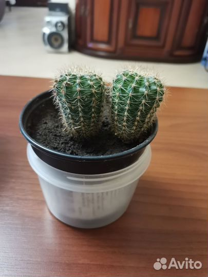 Кактус малыши