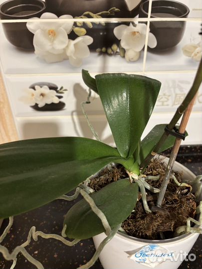 Орхидея фаленопсис