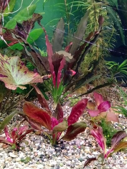 Эхинодорус van helsing